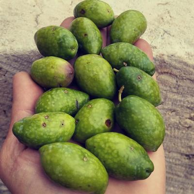 Olive Mill Celanovic Kavac Kotor