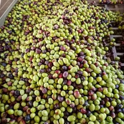 Olive Mill Celanovic Kavac Kotor